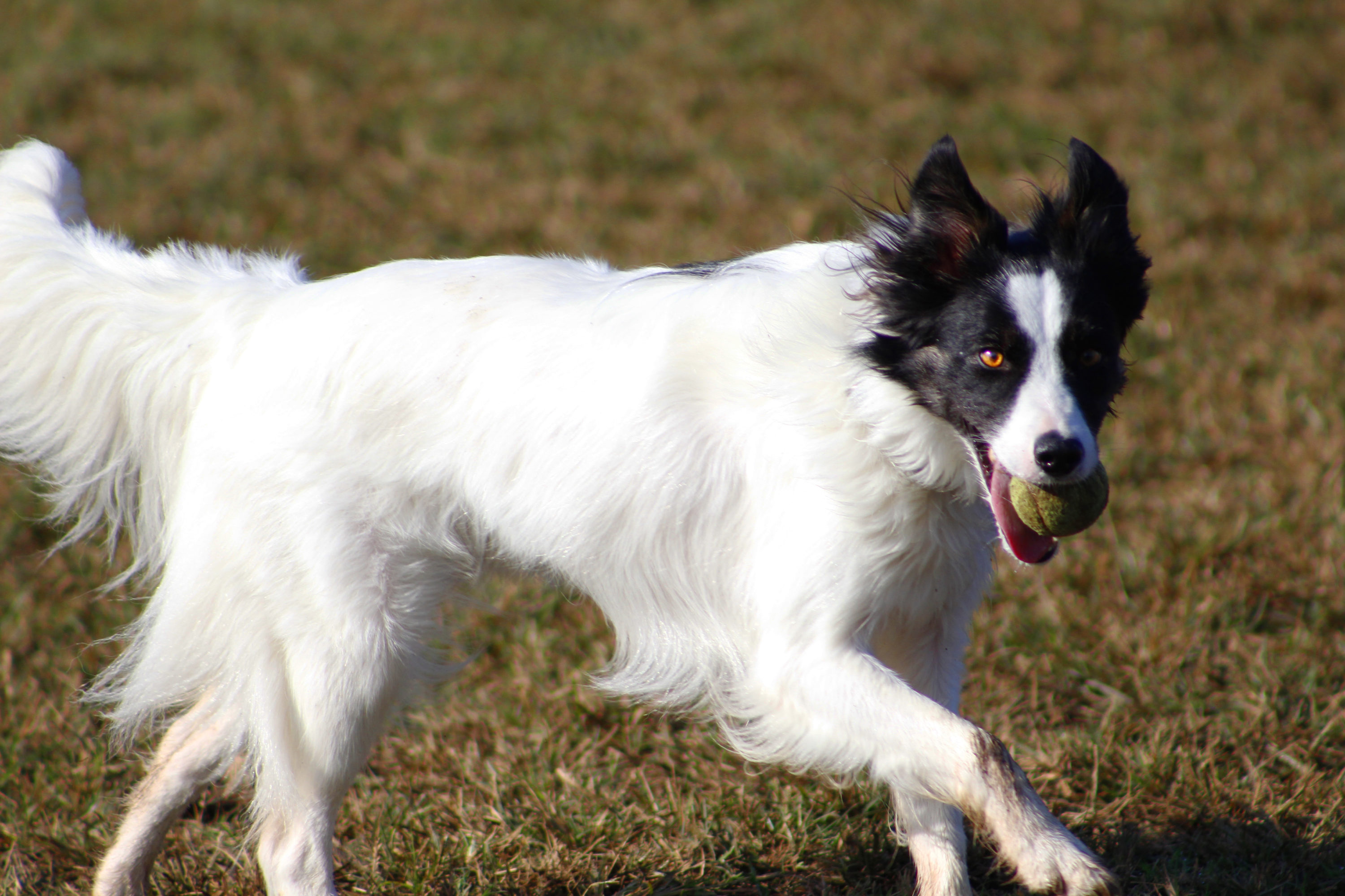 East Nashville Dog Park, Nashville TN