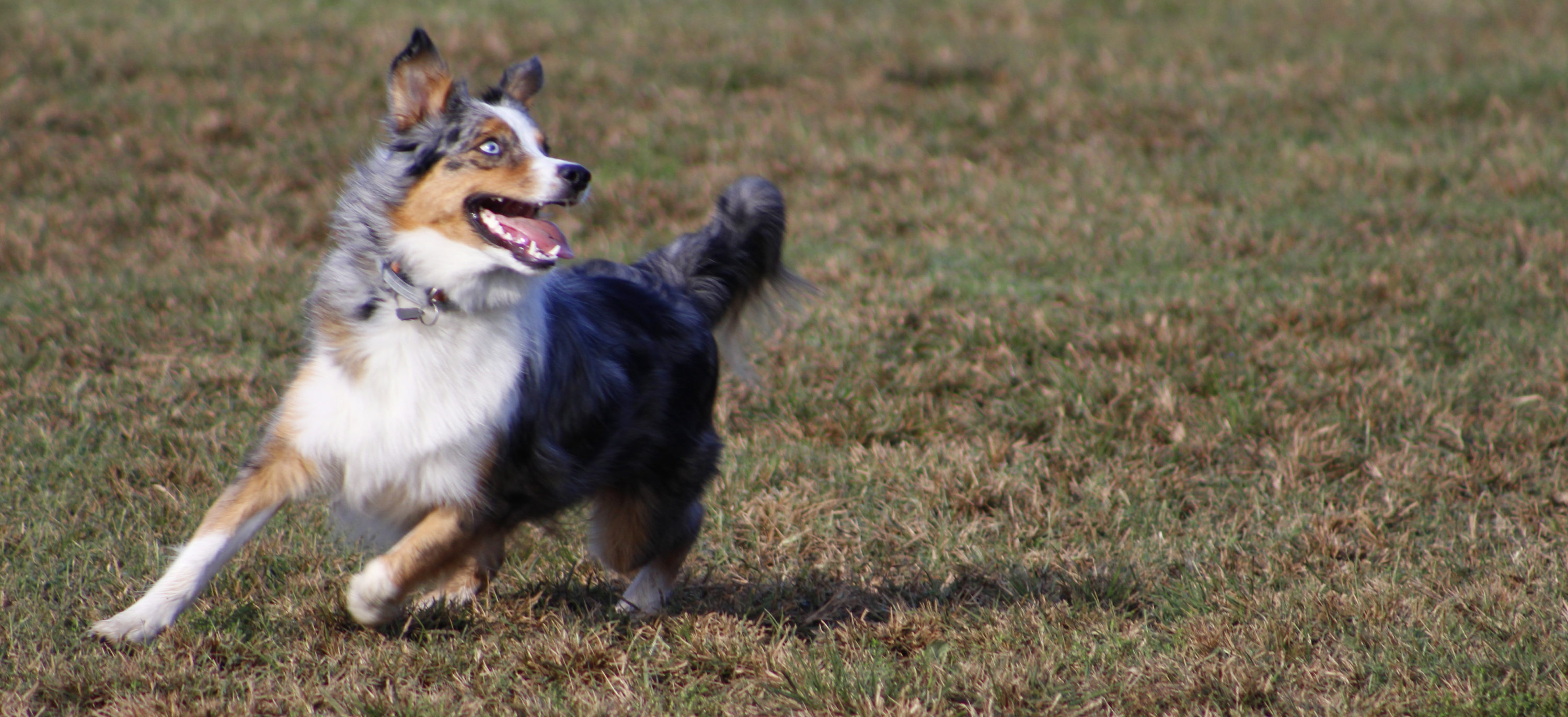 East Nashville Dog Park, Nashville TN