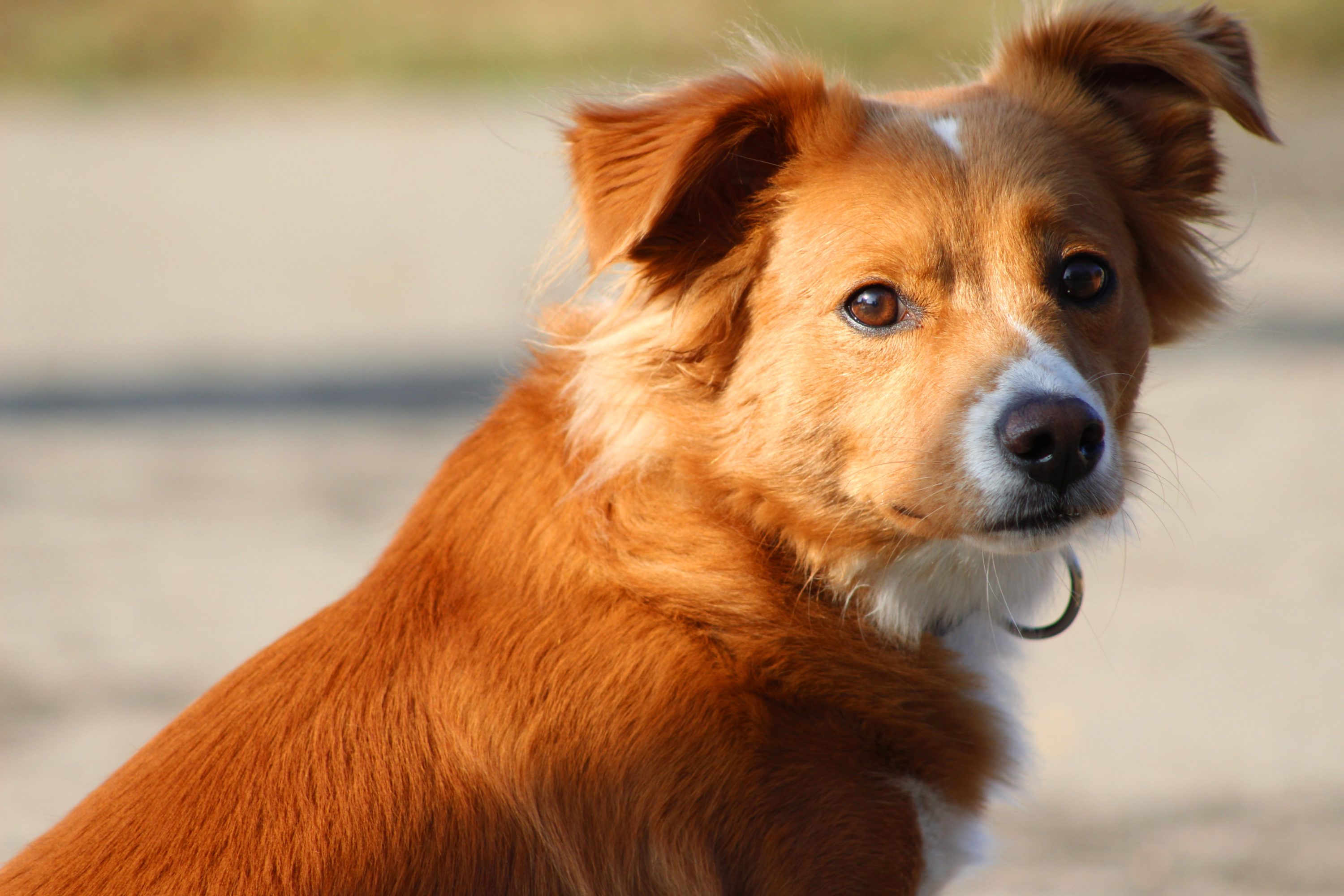 Mr. Darcy, East Nashville Dog Park